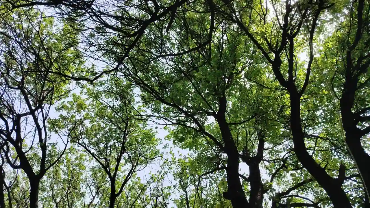 我用蹭同桌的官方版校园生活的便捷助手